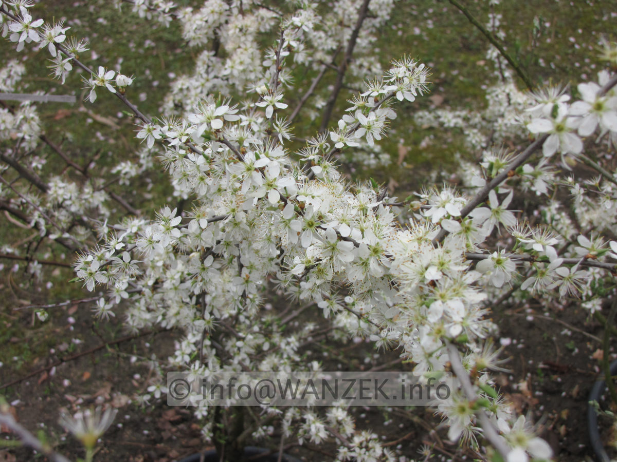 Prunus spinosa - Blueten 02.JPG
